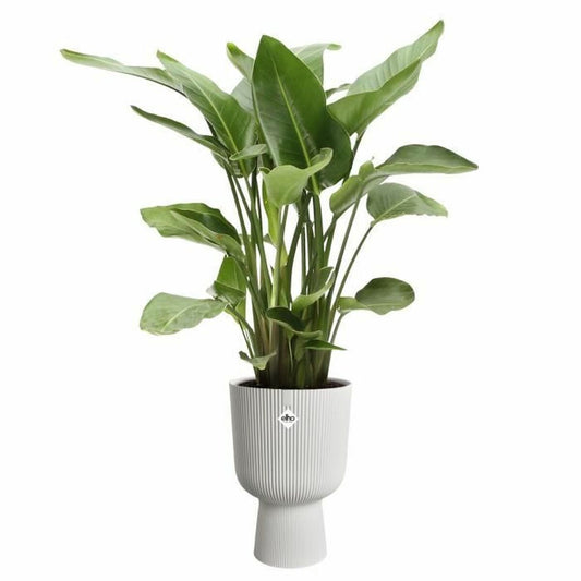 https://homes-tro.com › products › blumentopf-elho-19